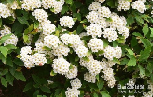 繡線菊怎么養(yǎng)護(hù)最合適呢？