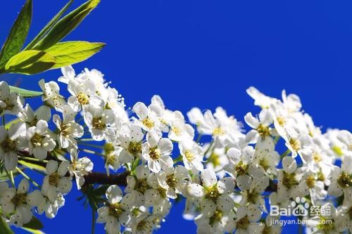 繡線菊怎么養(yǎng)護(hù)最合適呢？