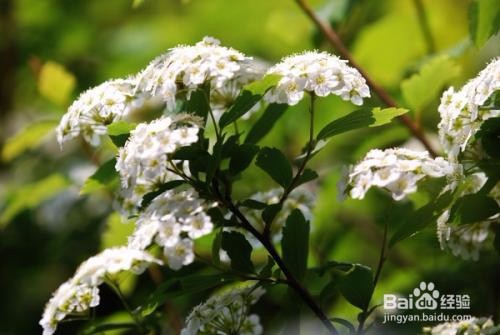 繡線菊怎么養(yǎng)護(hù)最合適呢？