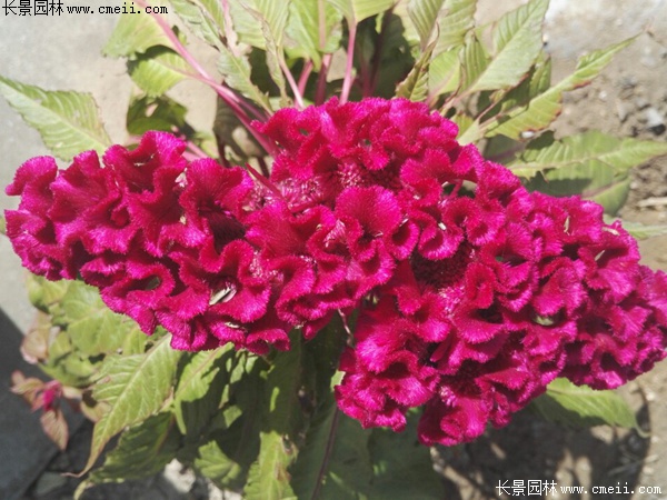 藥用雞冠花 藥用雞冠花