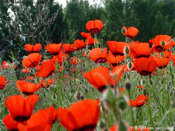 紅色虞美人 紅色虞美人