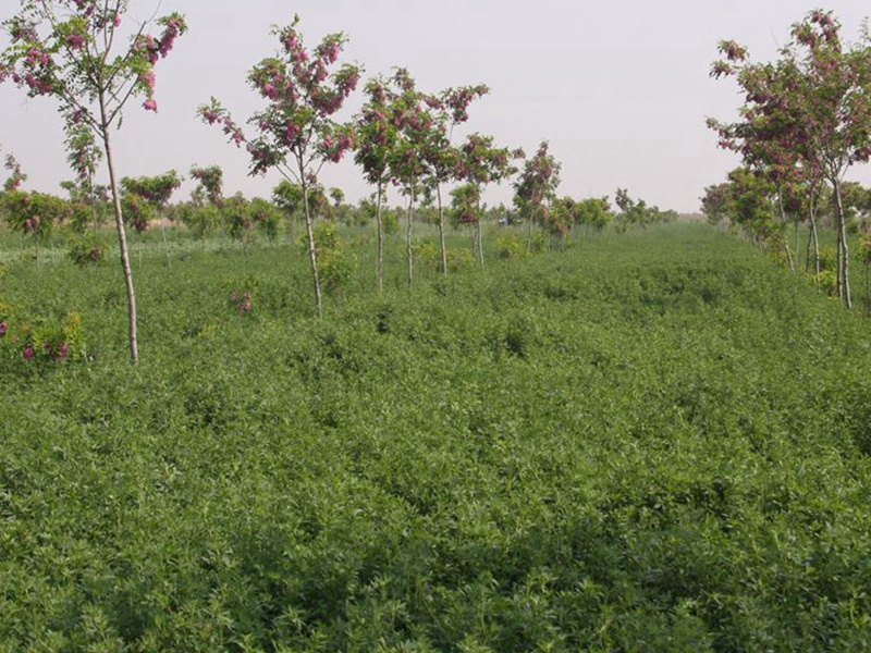 進口苜蓿 進口苜蓿