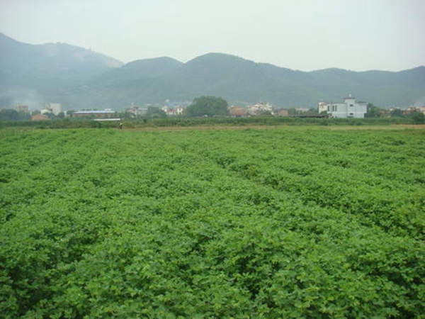 圓葉決明種子 圓葉決明種子