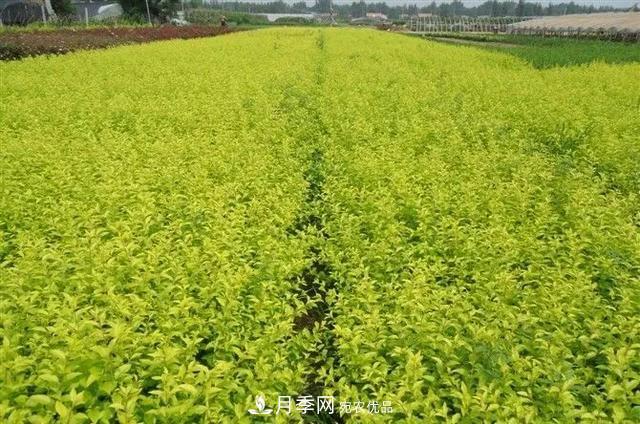 值得收藏！這些全國著名苗木產地你知道幾個？