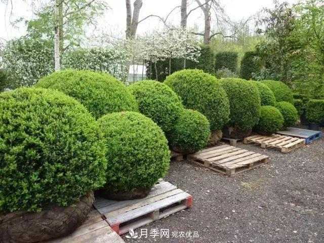 值得收藏！這些全國著名苗木產地你知道幾個？