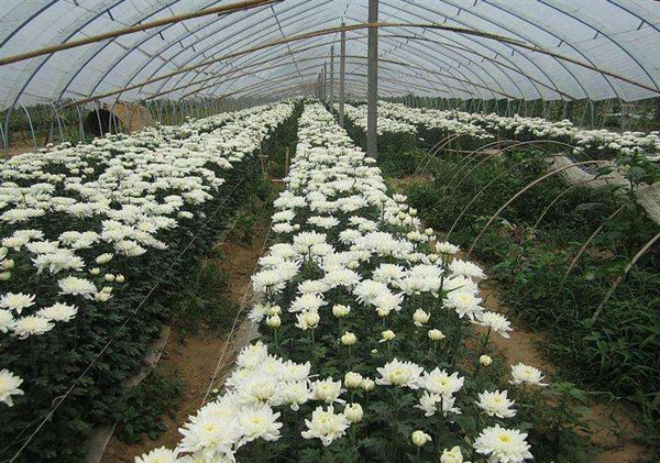菊花