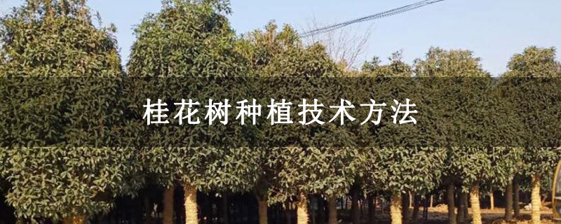 桂花樹種植技術(shù)方法