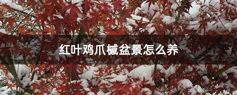 紅葉雞爪槭盆景怎么養(yǎng)