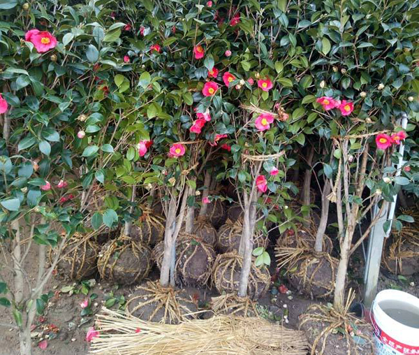 茶花基地
