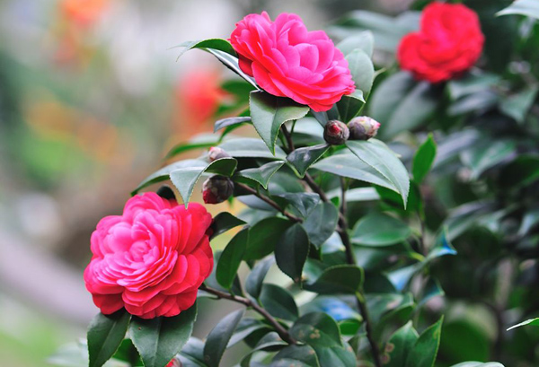 茶花