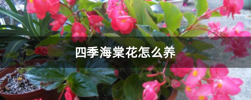 四季海棠花怎么養