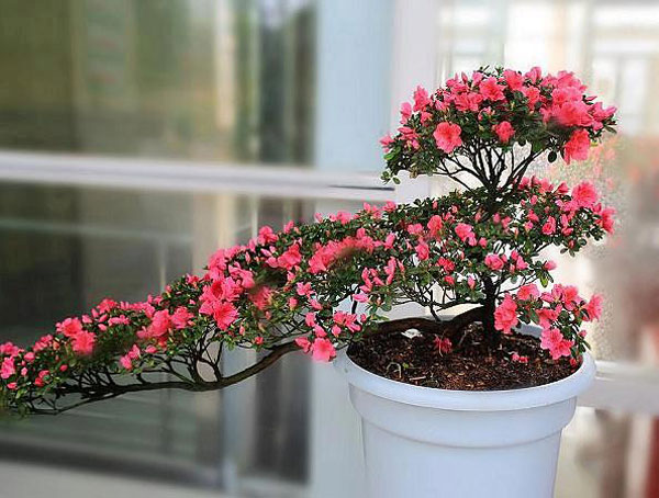 杜鵑花盆栽3.jpg