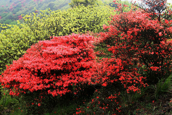 杜鵑花5.jpg