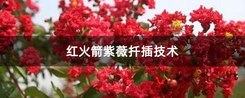 紅火箭紫薇扦插技術
