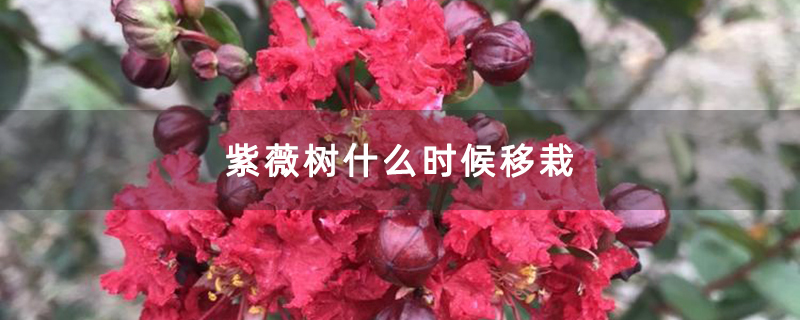 紫薇樹(shù)什么時(shí)候移栽