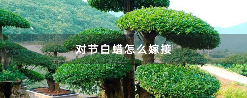對節(jié)白蠟怎么嫁接