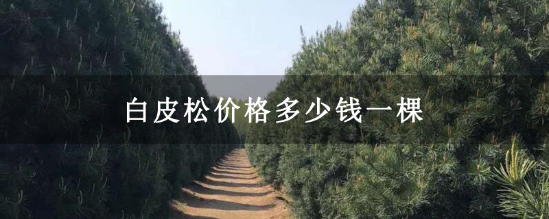 白皮松價格多少錢一棵 白皮松價格多少錢一棵