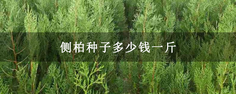 側柏種子多少錢一斤