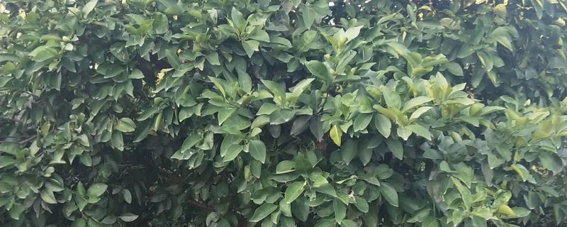 13公分香泡樹