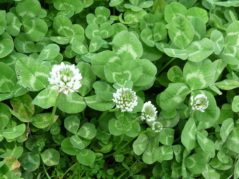 固氮植物三葉草白三葉耐寒耐旱 固氮植物三葉草白三葉耐寒耐旱