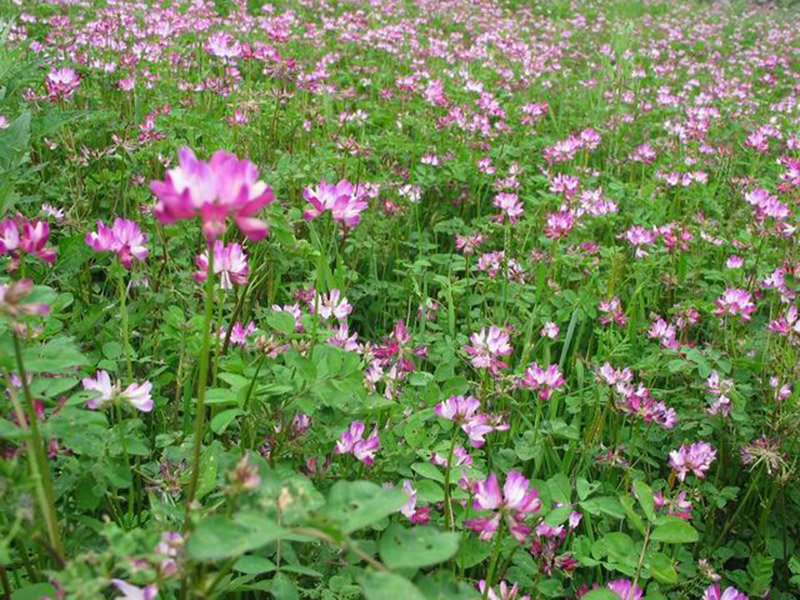 豆科固氮植物牧草紫云英耐寒耐旱 豆科固氮植物牧草紫云英耐寒耐旱