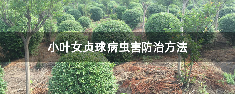 小葉女貞球病蟲害防治方法