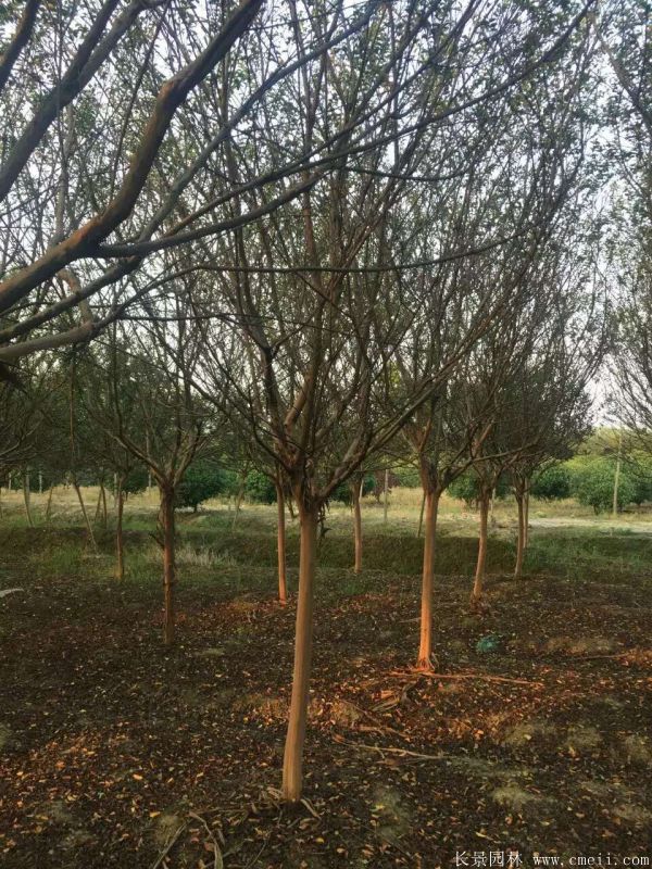 1673154091582836.jpg 1-1F331100TR24.jpg