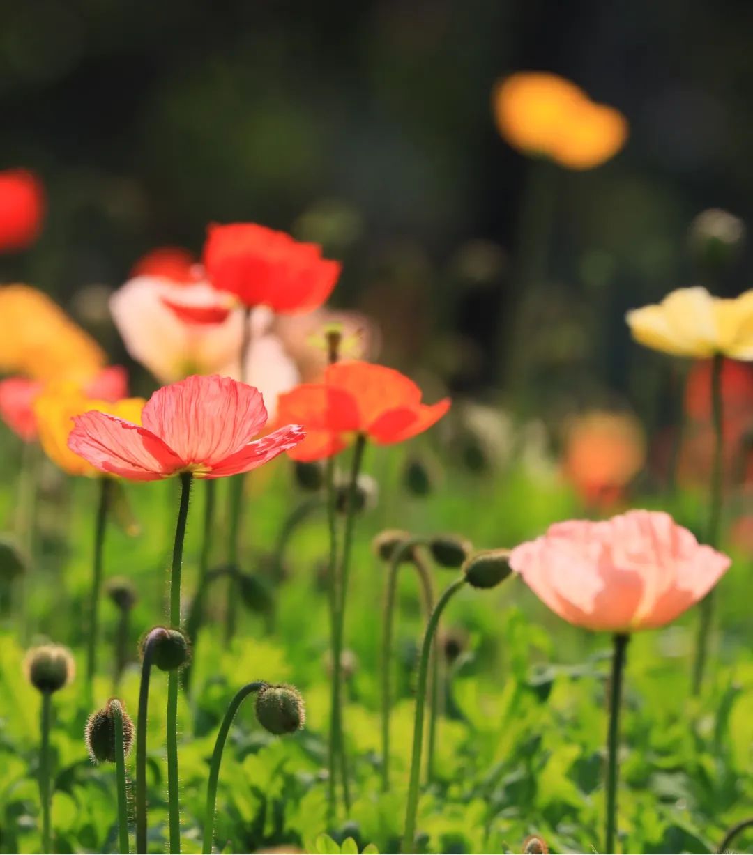 1673156323557383.jpg 虞美人.jpg