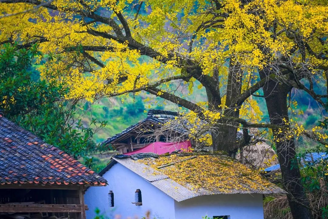 1675196706520845.jpg 微信圖片_20221126001434.jpg