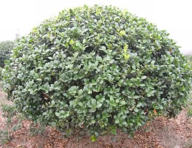 1675197167344347.jpg 微信圖片_20230201043200.jpg