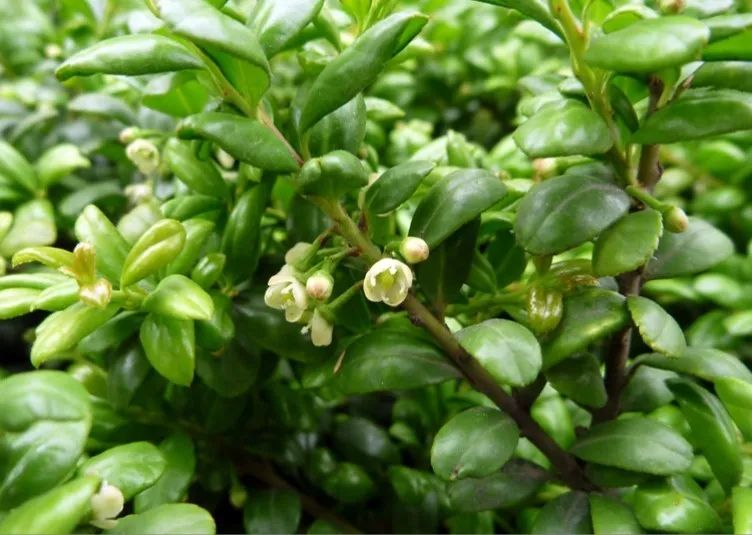 1675197173489300.jpg 微信圖片_20230201043202.jpg