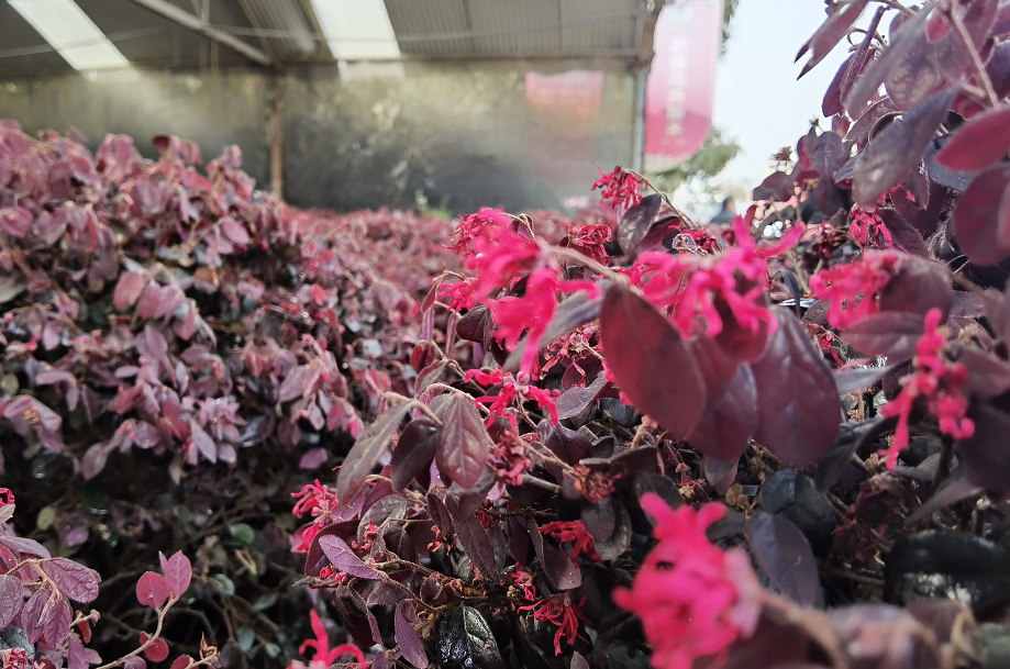 1675198319394705.png 微信圖片_20230201043806.png