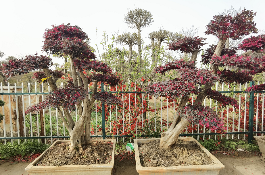 1675198326358620.png 微信圖片_20230201043809.png