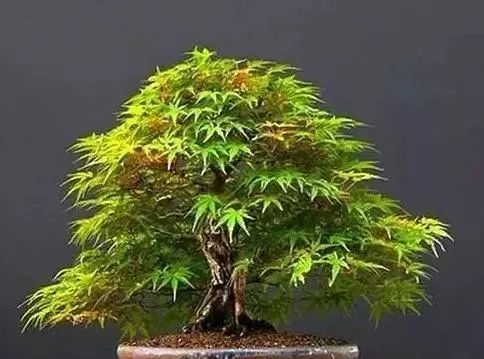 1675198465684314.jpg 微信圖片_20230201045323.jpg