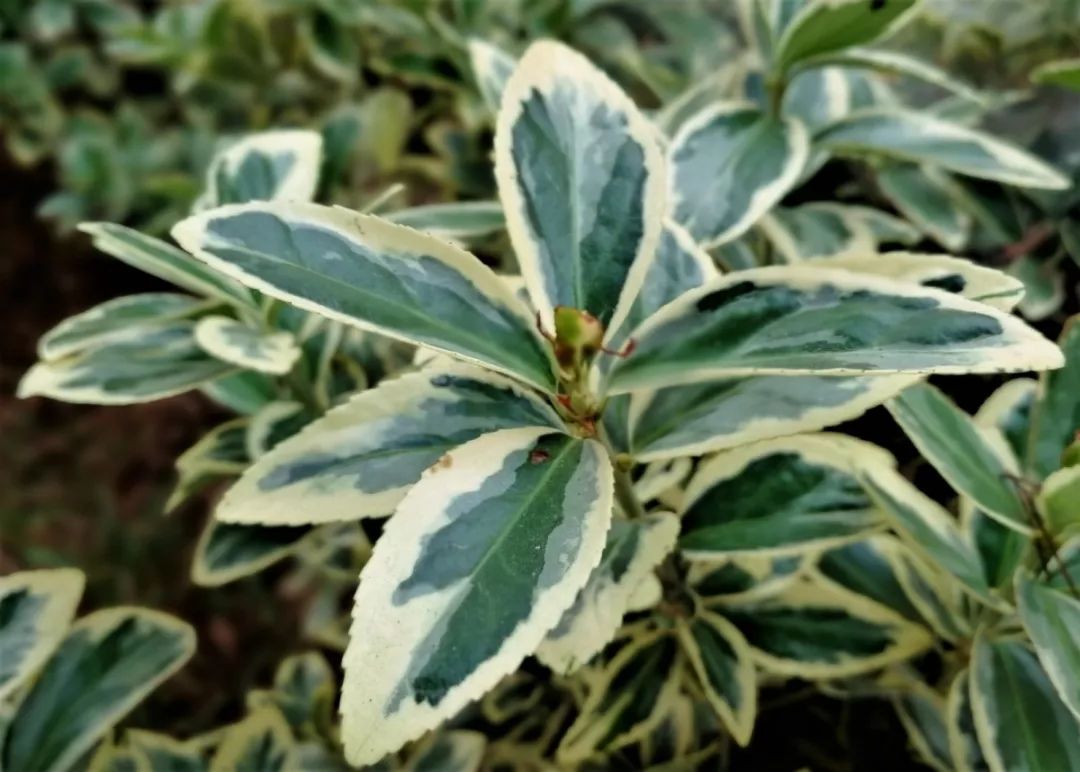 1675199299957176.jpg 微信圖片_20230201050721.jpg