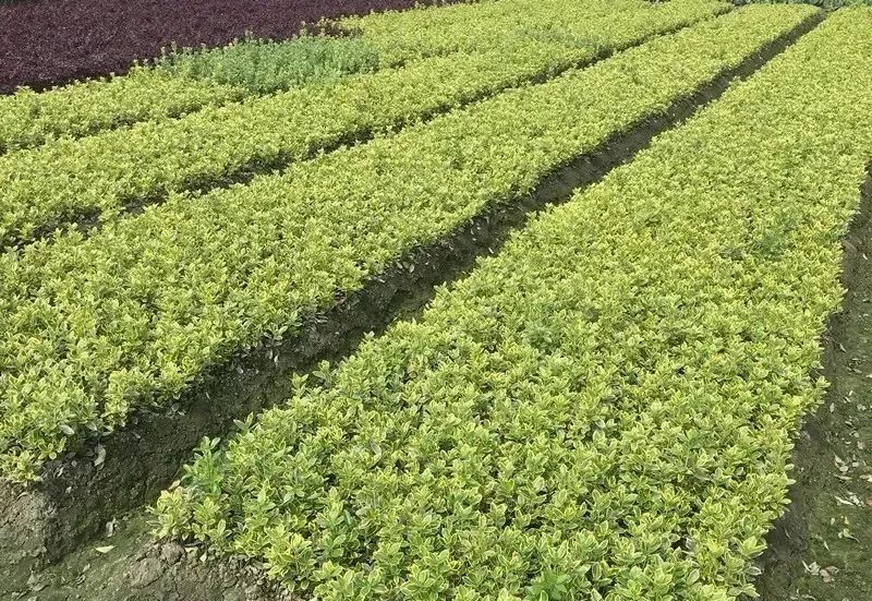 1675199307408876.jpg 微信圖片_20230201050727.jpg