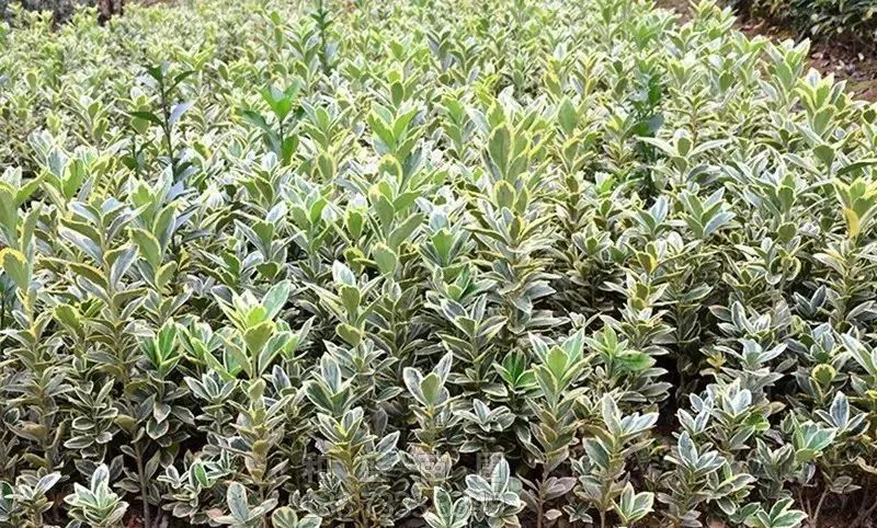 1675199314585277.jpg 微信圖片_20230201050732.jpg