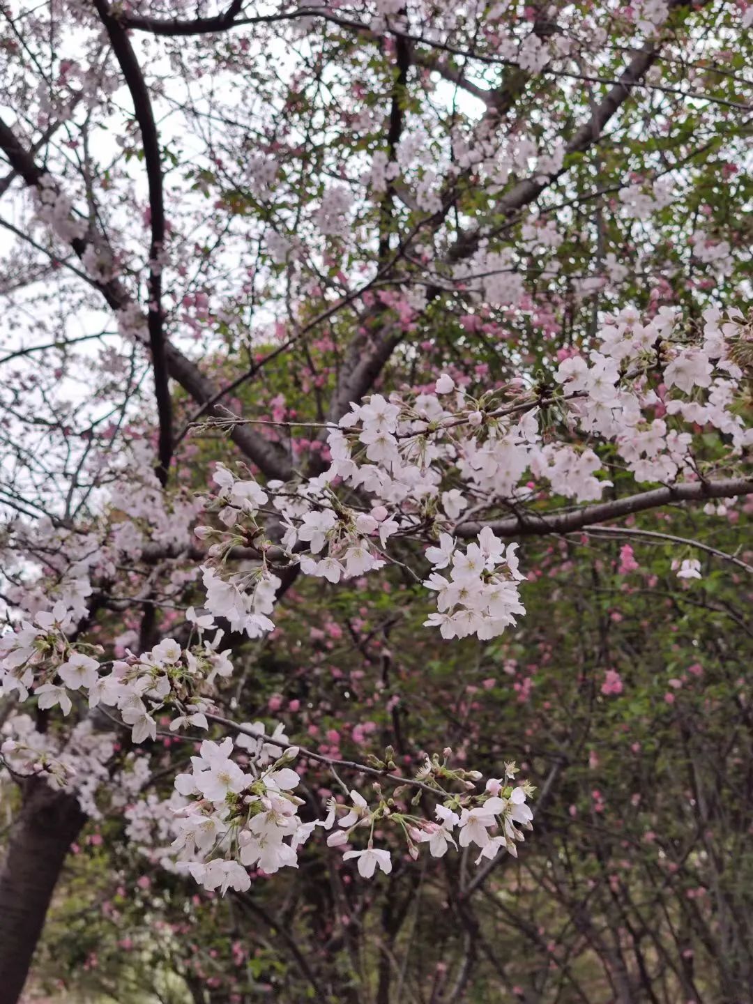 1676581006744511.jpg 微信圖片_20221101160203.jpg