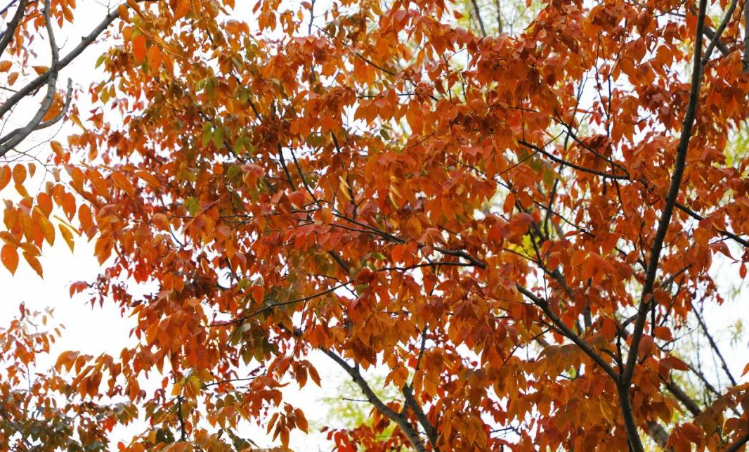 1676797294962620.jpg 微信圖片_20230115185228.jpg