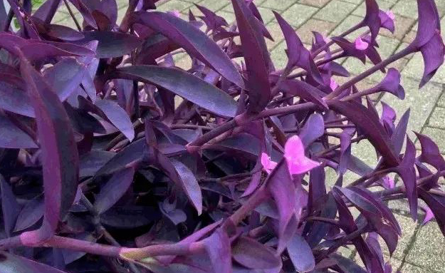 1676797716594216.jpg 微信圖片_20230219170641.jpg