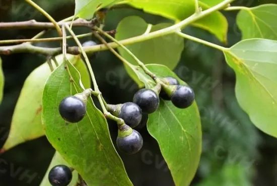 1676893294495137.jpg 微信圖片_20230220193904.jpg