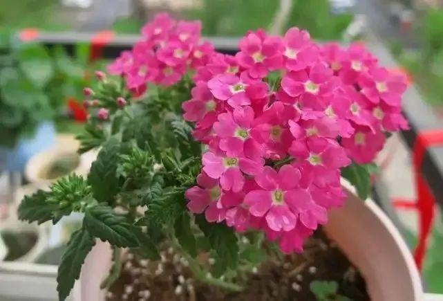 1676893440905268.jpg 微信圖片_20230220194240.jpg