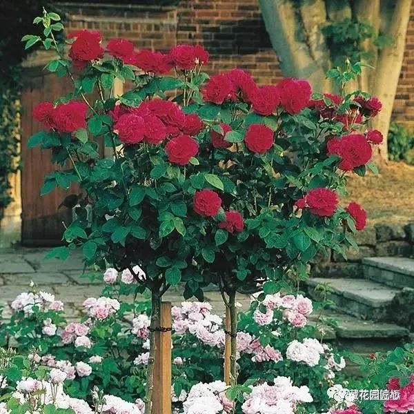 1676893721590596.jpg 微信圖片_20230211070234.jpg