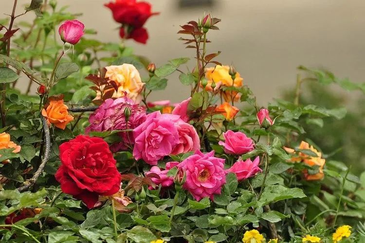 1676894353407363.jpg 微信圖片_20221126211636.jpg