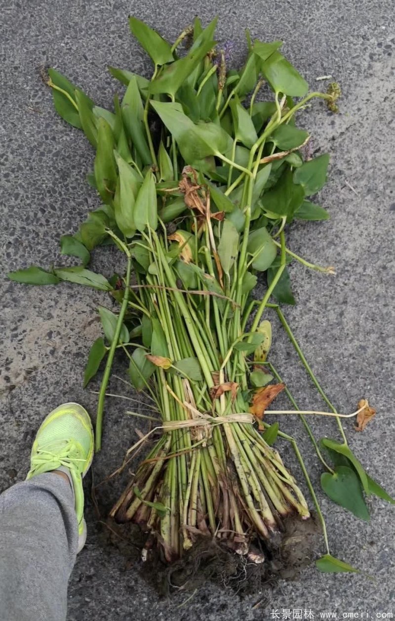 水生濕地植物梭魚草 水生濕地植物梭魚草