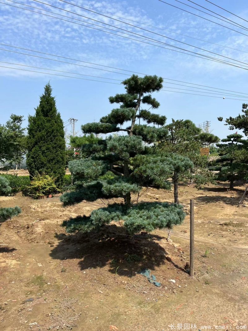 造型五針松 造型五針松