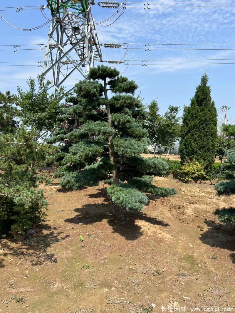 造型五針松 造型五針松