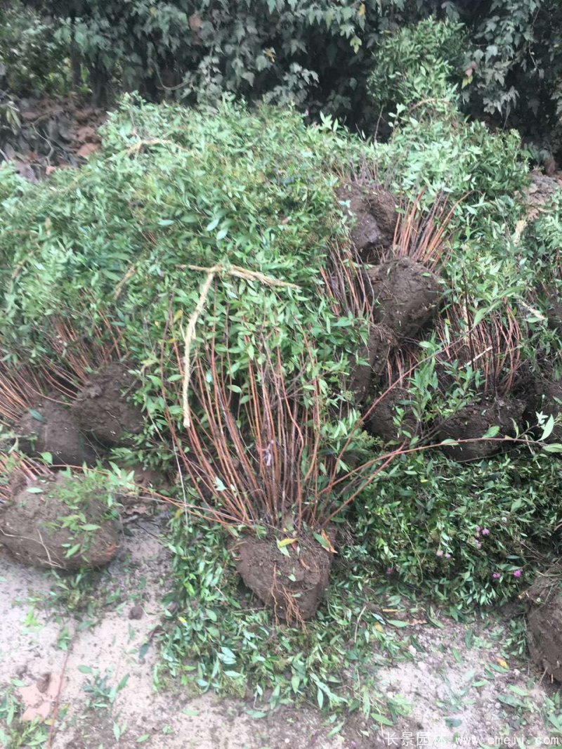 繡線菊球 繡線菊球