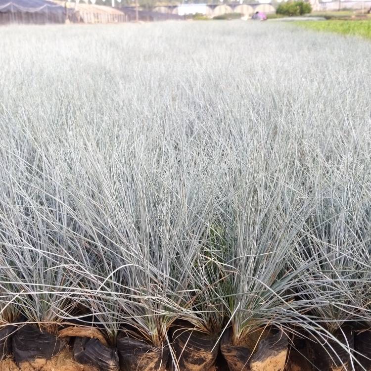 藍(lán)羊茅盆苗 藍(lán)羊茅盆苗