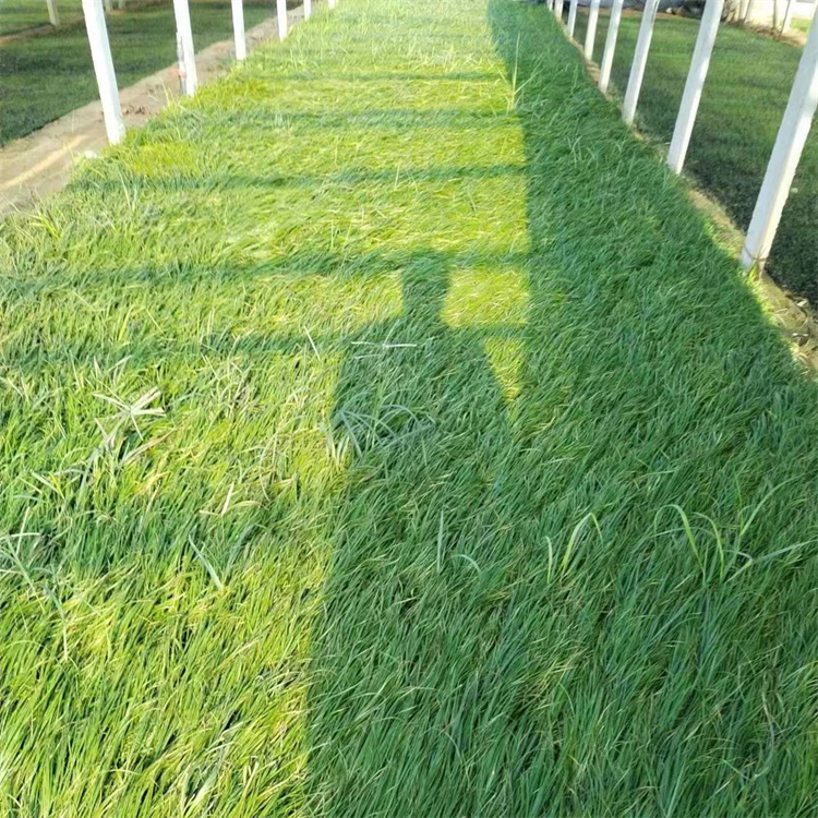 青綠苔草 青綠苔草